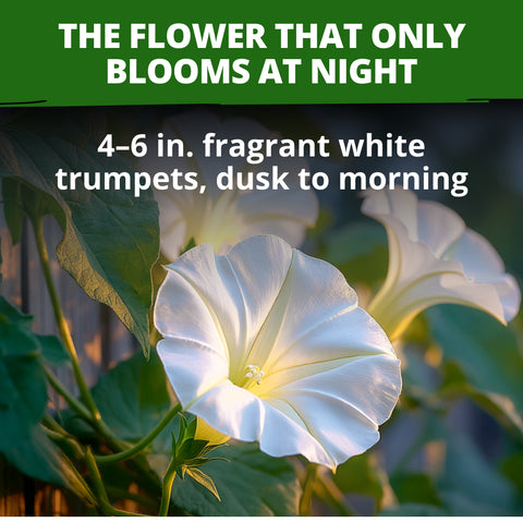 HOME GROWN Moonflower Vine 60 Flower Seeds, Ipomoea alba, Heirloom Non-GMO, Fragrant White Night-Blooming Flowers