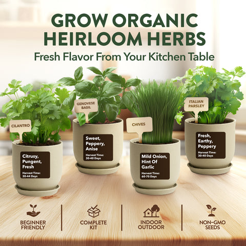Organic Indoor Herb Garden Kit – Non-GMO Basil, Parsley, Cilantro & Thyme Grow Set with Pots, Soil, Tools & Guide