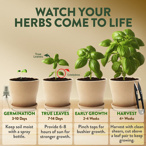 Indoor Herb Garden Kit – Beginner-Friendly Growing Set with Heirloom Seeds, Soil & Eco-Friendly Biodegradable Pots