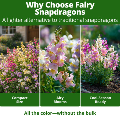 HOME GROWN Fairy Snapdragon Seeds (Linaria maroccana) – 14,000 Heirloom Non-GMO Flower Seeds, Pastel Toad-Shaped Blooms, Pollinator Friendly Cool-Season Flowers