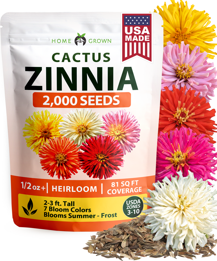 HOME GROWN Zinnia Cactus Mix Seeds – 2000 Seeds for Spring 2026, Large Bloom Zinnia elegans, Easy Grow Garden & Cut Flowers