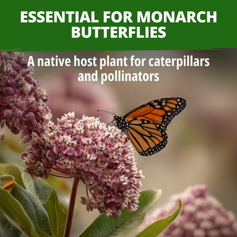 HOME GROWN Common Milkweed Seeds – 150 Heirloom Non-GMO Seeds (0.8g), Monarch Butterfly Host Plant, Pink Perennial Wildflowers, Zones 3–9