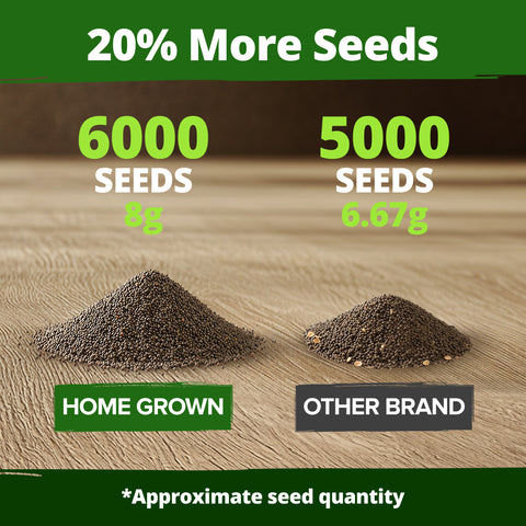 HOME GROWN California Poppy Golden West Seeds – 6000 Seeds for Spring 2026, Easy Grow Outdoor Flower Seeds, Eschscholzia cal…
