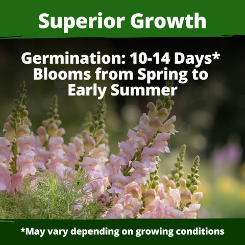 HOME GROWN Snapdragon Northern Lights Seeds, 10000 Flower Seeds for Planting 2026 Spring, Pastel Garden Blooms of Snap Dragon, Pollinator Friendly Outdoor Cut Flowers (Antirrhinum majus)