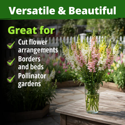HOME GROWN Snapdragon Northern Lights Seeds, 10000 Flower Seeds for Planting 2026 Spring, Pastel Garden Blooms of Snap Dragon, Pollinator Friendly Outdoor Cut Flowers (Antirrhinum majus)