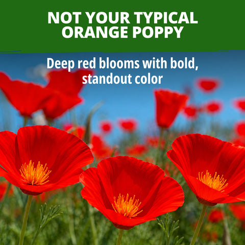 HOME GROWN California Poppy Red Chief Seeds – 2,500 Eschscholzia californica Seeds (3.2g), Heirloom Non-GMO, Crimson Wildflower