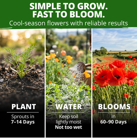HOME GROWN California Poppy Red Chief Seeds – 2,500 Eschscholzia californica Seeds (3.2g), Heirloom Non-GMO, Crimson Wildflower