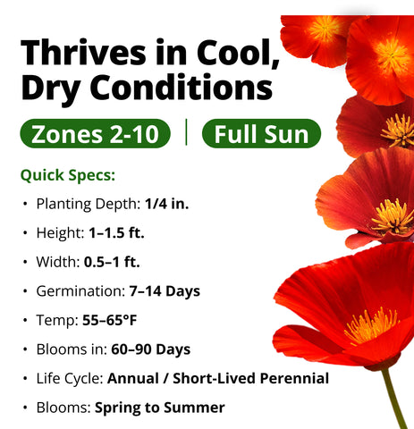 HOME GROWN California Poppy Red Chief Seeds – 2,500 Eschscholzia californica Seeds (3.2g), Heirloom Non-GMO, Crimson Wildflower