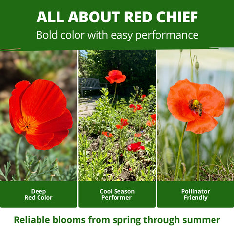 HOME GROWN California Poppy Red Chief Seeds – 2,500 Eschscholzia californica Seeds (3.2g), Heirloom Non-GMO, Crimson Wildflower