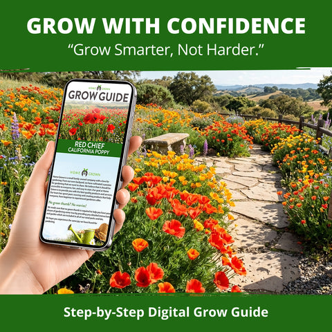 HOME GROWN California Poppy Red Chief Seeds – 2,500 Eschscholzia californica Seeds (3.2g), Heirloom Non-GMO, Crimson Wildflower