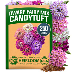 HOME GROWN Dwarf Fairy Mix Candytuft 250 Flower Seeds, Iberis umbellata, Heirloom Non-GMO, Pink White Lavender Blooms
