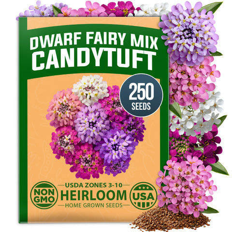 HOME GROWN Dwarf Fairy Mix Candytuft 250 Flower Seeds, Iberis umbellata, Heirloom Non-GMO, Pink White Lavender Blooms