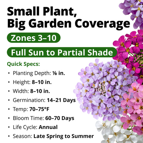 HOME GROWN Dwarf Fairy Mix Candytuft 250 Flower Seeds, Iberis umbellata, Heirloom Non-GMO, Pink White Lavender Blooms