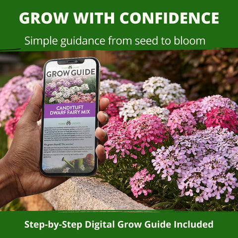 HOME GROWN Dwarf Fairy Mix Candytuft 250 Flower Seeds, Iberis umbellata, Heirloom Non-GMO, Pink White Lavender Blooms