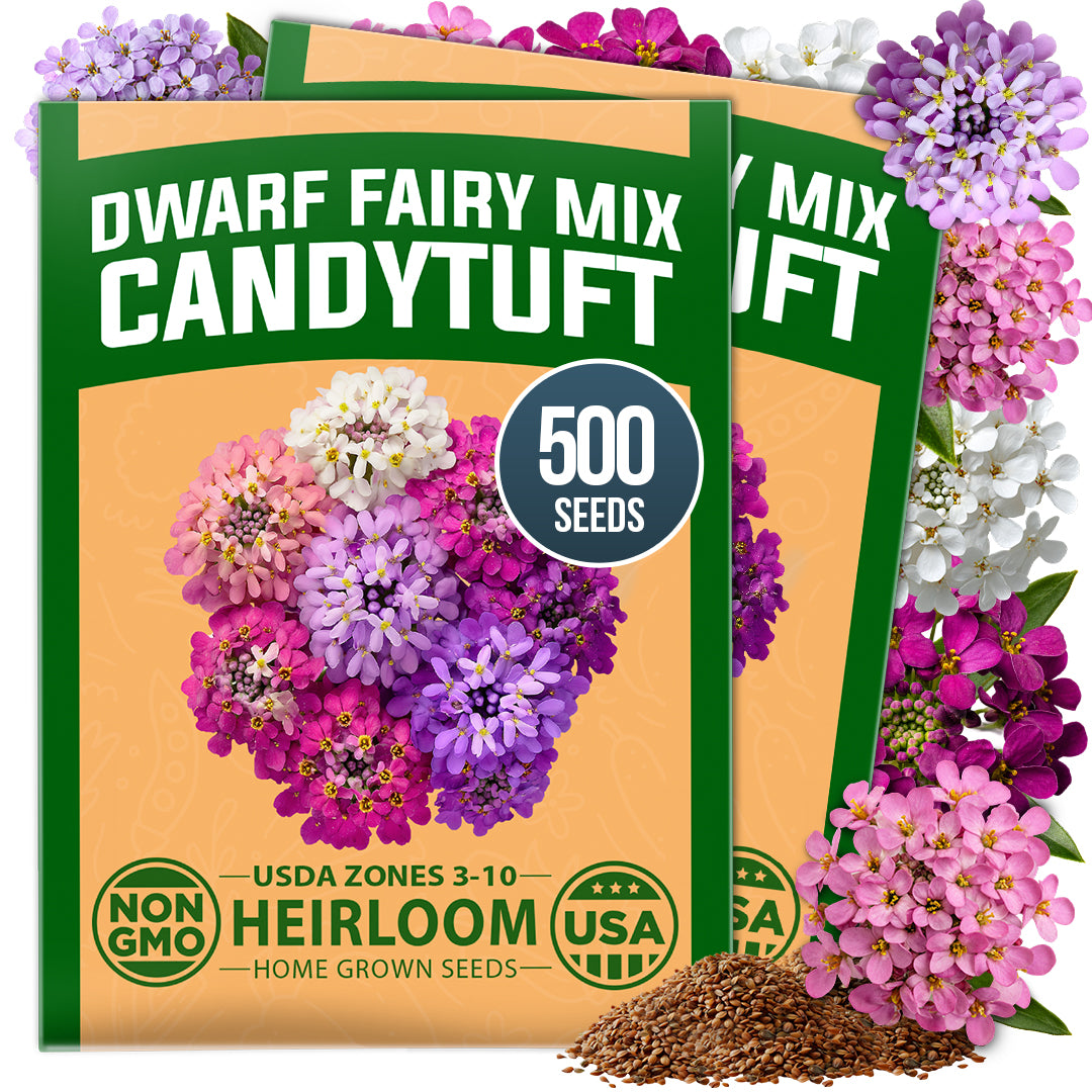 HOME GROWN Dwarf Fairy Mix Candytuft 500 Flower Seeds, Iberis umbellata, Heirloom Non-GMO, Pink White Lavender Blooms (Copy)