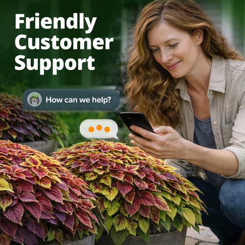 HOME GROWN Coleus ‘Rainbow’ Seeds – 1500 Count (0.04 oz), Multicolor Foliage Plant for Containers & Shade Gardens (Coleus sc…