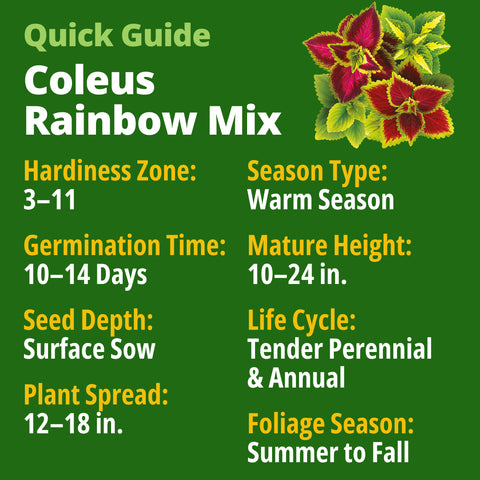 HOME GROWN Coleus ‘Rainbow’ Seeds – 1500 Count (0.04 oz), Multicolor Foliage Plant for Containers & Shade Gardens (Coleus sc…
