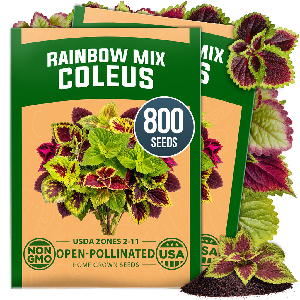HOME GROWN Rainbow Mix Coleus Flower Seeds – 800 Seeds, Plectranthus scutellarioides, Heirloom Non-GMO Ornamental Foliage Mix for Shade Gardens, Containers & Borders