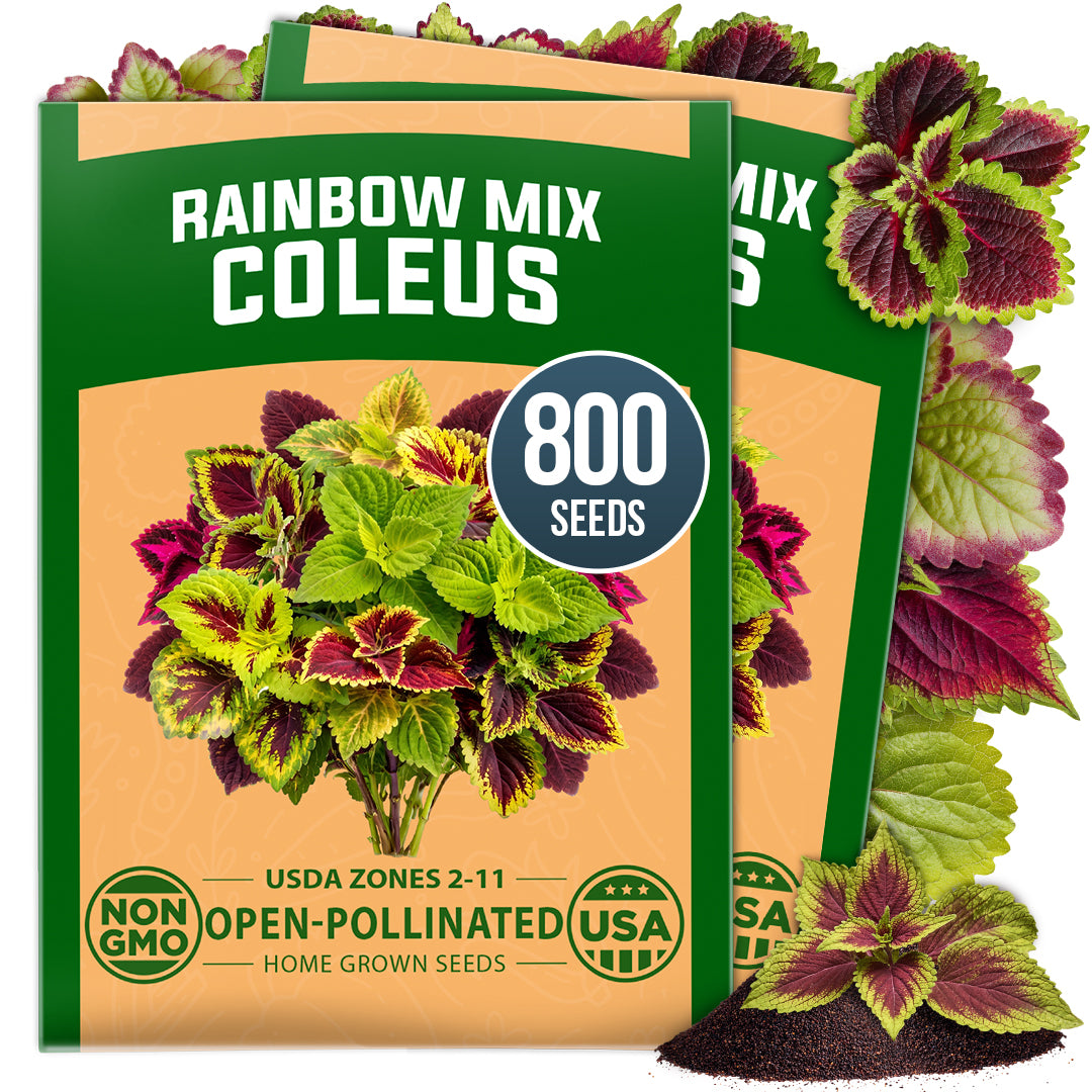 HOME GROWN Rainbow Mix Coleus Flower Seeds – 800 Seeds, Plectranthus scutellarioides, Heirloom Non-GMO Ornamental Foliage Mix for Shade Gardens, Containers & Borders