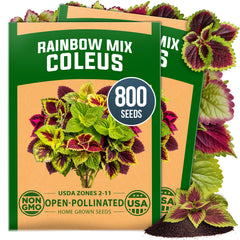 HOME GROWN Rainbow Mix Coleus Flower Seeds – 800 Seeds, Plectranthus scutellarioides, Heirloom Non-GMO Ornamental Foliage Mix for Shade Gardens, Containers & Borders