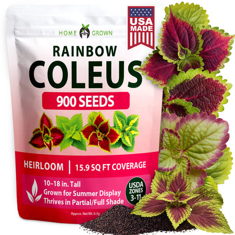 HOME GROWN Coleus ‘Rainbow’ Seeds – 900 Count (0.04 oz), Multicolor Foliage Plant for Containers & Shade Gardens (Coleus scu…