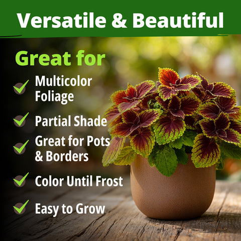 HOME GROWN Coleus ‘Rainbow’ Seeds – 1500 Count (0.04 oz), Multicolor Foliage Plant for Containers & Shade Gardens (Coleus sc…