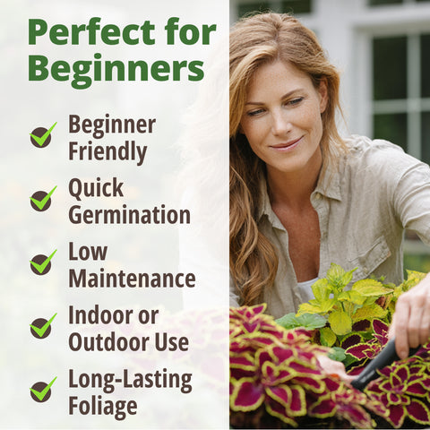 HOME GROWN Coleus Rainbow Seeds – 400 Count (0.04 oz), Coleus scutellarioides ‘Rainbow’, Shade & Indoor Multicolor Foliage Plant Seeds