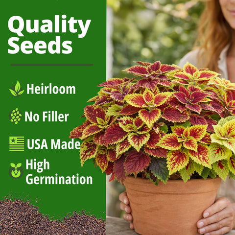 HOME GROWN Coleus ‘Rainbow’ Seeds – 900 Count (0.04 oz), Multicolor Foliage Plant for Containers & Shade Gardens (Coleus scu…