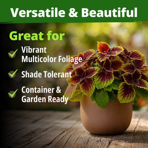 HOME GROWN Coleus Rainbow Seeds – 400 Count (0.04 oz), Coleus scutellarioides ‘Rainbow’, Shade & Indoor Multicolor Foliage Plant Seeds