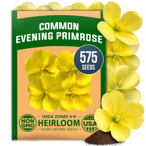 HOME GROWN Evening Primrose Seeds – 575 Heirloom Non-GMO Seeds (0.3g), Oenothera lamarckiana, Yellow Wildflowers for Pollinator Gardens, Zones 4–9