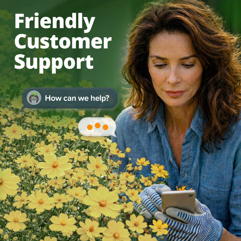 HOME GROWN Cosmos ‘Dwarf Lemon’ Seeds – 300 Dwarf Yellow Cosmos, Heat Tolerant Annual Flower Seeds for Outdoor Gardens (0.2g)