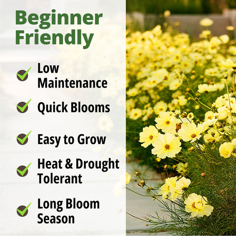 HOME GROWN Cosmos ‘Dwarf Lemon’ Seeds – 600 Dwarf Yellow Cosmos, Heat Tolerant Annual Flower Seeds for Outdoor Gardens (0.2g)