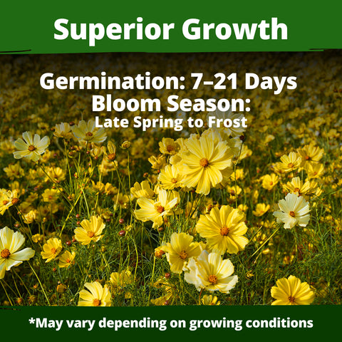 HOME GROWN Cosmos ‘Dwarf Lemon’ Seeds – 300 Dwarf Yellow Cosmos, Heat Tolerant Annual Flower Seeds for Outdoor Gardens (0.2g)