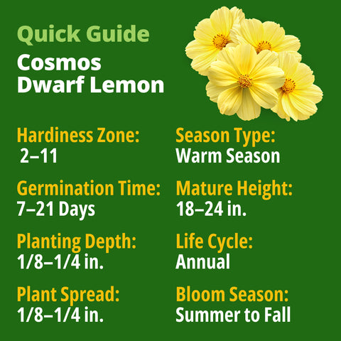 HOME GROWN Cosmos ‘Dwarf Lemon’ Seeds – 600 Dwarf Yellow Cosmos, Heat Tolerant Annual Flower Seeds for Outdoor Gardens (0.2g)