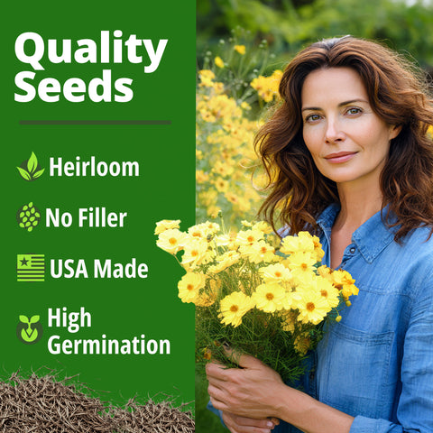 HOME GROWN Cosmos ‘Dwarf Lemon’ Seeds – 600 Dwarf Yellow Cosmos, Heat Tolerant Annual Flower Seeds for Outdoor Gardens (0.2g)