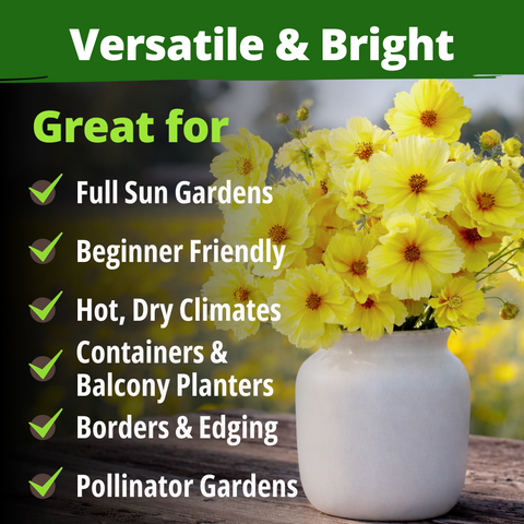 HOME GROWN Cosmos ‘Dwarf Lemon’ Seeds – 300 Dwarf Yellow Cosmos, Heat Tolerant Annual Flower Seeds for Outdoor Gardens (0.2g)