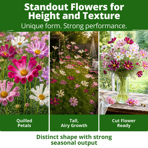 HOME GROWN Sea Shells Cosmos Flower Seeds (Cosmos bipinnatus) – 600 Heirloom Non-GMO Seeds, Quilled Petals, Mixed Colors, Pollinator-Friendly Cut Flowers