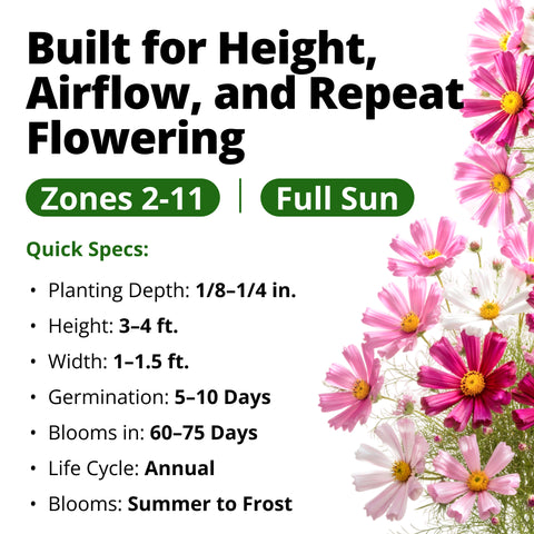 HOME GROWN Sea Shells Cosmos Flower Seeds (Cosmos bipinnatus) – 600 Heirloom Non-GMO Seeds, Quilled Petals, Mixed Colors, Pollinator-Friendly Cut Flowers