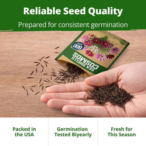 HOME GROWN Sea Shells Cosmos Flower Seeds (Cosmos bipinnatus) – 1,200 Heirloom Non-GMO Seeds, Quilled Petals, Mixed Colors, Cut & Pollinator Garden Flowers