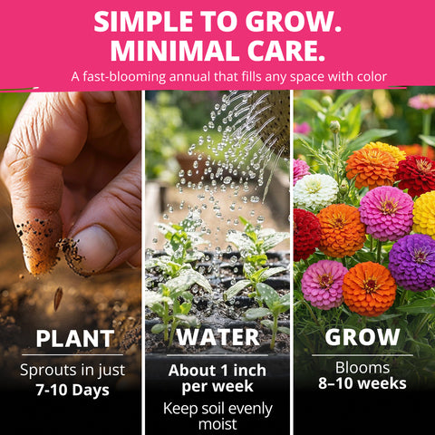 HOME GROWN Zinnia Lilliput Mix – 2500 Seeds (2g), Colorful Zinnia elegans for Spring 2026 Planting, Easy Grow Flowers for Beds, Containers & Cut Blooms