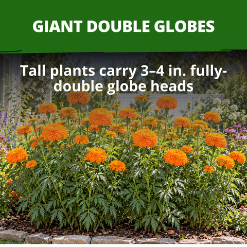 HOME GROWN Hawaii African Marigold 450 Seeds, Tagetes erecta, Heirloom Non-GMO, Deep Orange Double Globe Blooms, 3–4 in.
