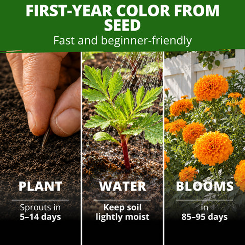 HOME GROWN Hawaii African Marigold 450 Seeds, Tagetes erecta, Heirloom Non-GMO, Deep Orange Double Globe Blooms, 3–4 in.