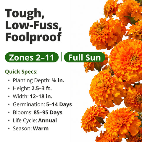 HOME GROWN Hawaii African Marigold 450 Seeds, Tagetes erecta, Heirloom Non-GMO, Deep Orange Double Globe Blooms, 3–4 in.