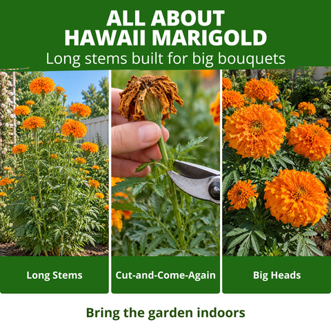 HOME GROWN Hawaii African Marigold 450 Seeds, Tagetes erecta, Heirloom Non-GMO, Deep Orange Double Globe Blooms, 3–4 in.