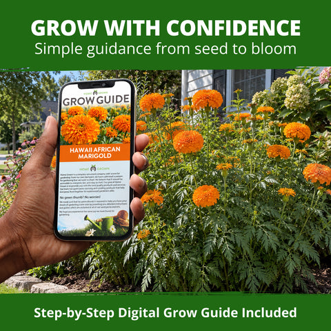 HOME GROWN Hawaii African Marigold 450 Seeds, Tagetes erecta, Heirloom Non-GMO, Deep Orange Double Globe Blooms, 3–4 in.