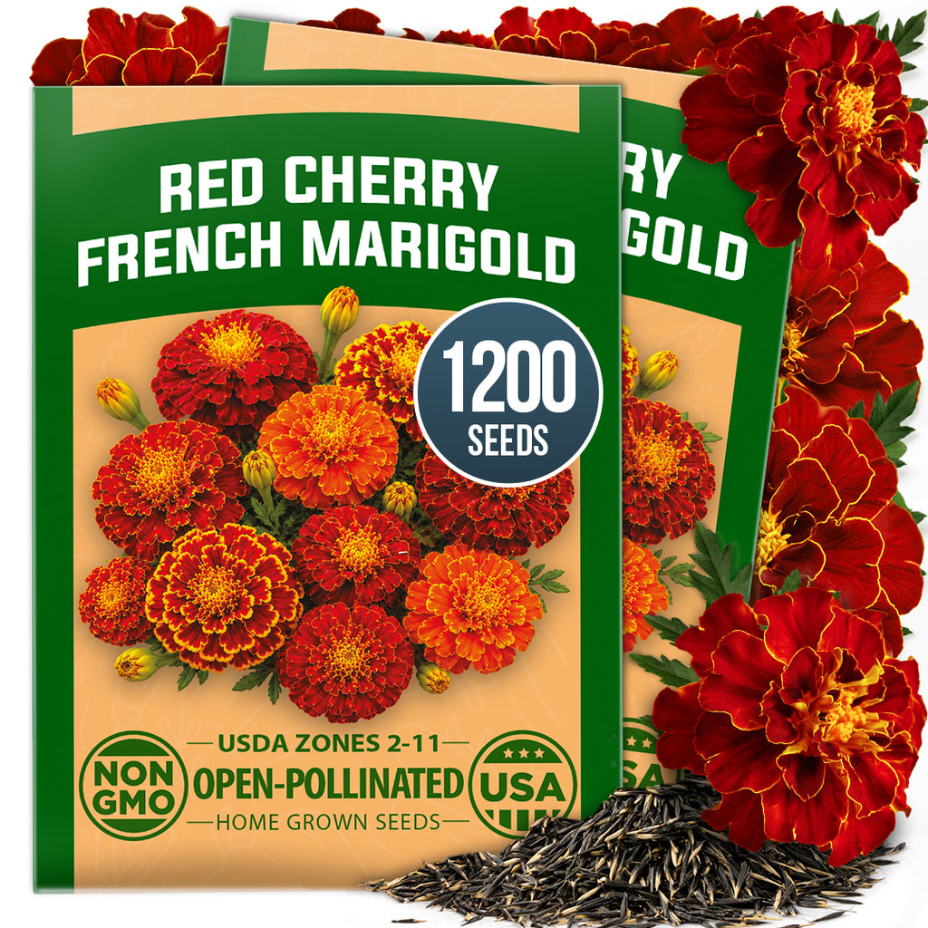 HOME GROWN Red Cherry French Marigold 1200 Seeds, Tagetes patula, Non-GMO Open-Pollinated, Red and Yellow Bicolor Blooms