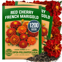 Red Cherry French Marigold Seeds - 1,200 Seeds (2-Pack) - Bicolor Blooms
