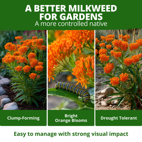 HOME GROWN Butterfly Milkweed Seeds (Asclepias tuberosa) – 216 Heirloom Non-GMO Seeds, Native Orange Wildflower, Monarch Host Plant, Pollinator Garden