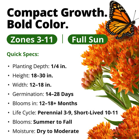 HOME GROWN Butterfly Milkweed Seeds (Asclepias tuberosa) – 216 Heirloom Non-GMO Seeds, Native Orange Wildflower, Monarch Host Plant, Pollinator Garden