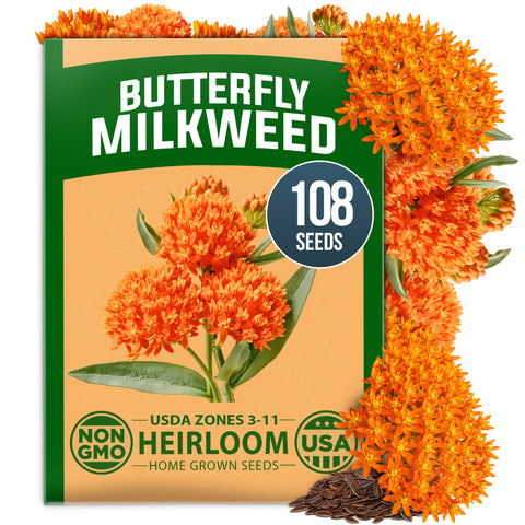 HOME GROWN Butterfly Milkweed Seeds (Asclepias tuberosa) – 108 Heirloom Non-GMO Seeds, Native Orange Wildflower, Monarch Host Plant, Pollinator Garden